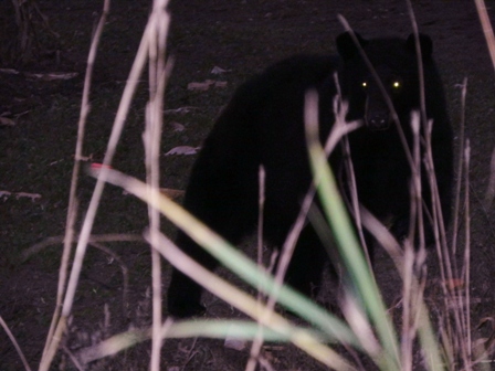 Blackie, up close and personal shot with a camera just a few feet from the author’s ground blind.